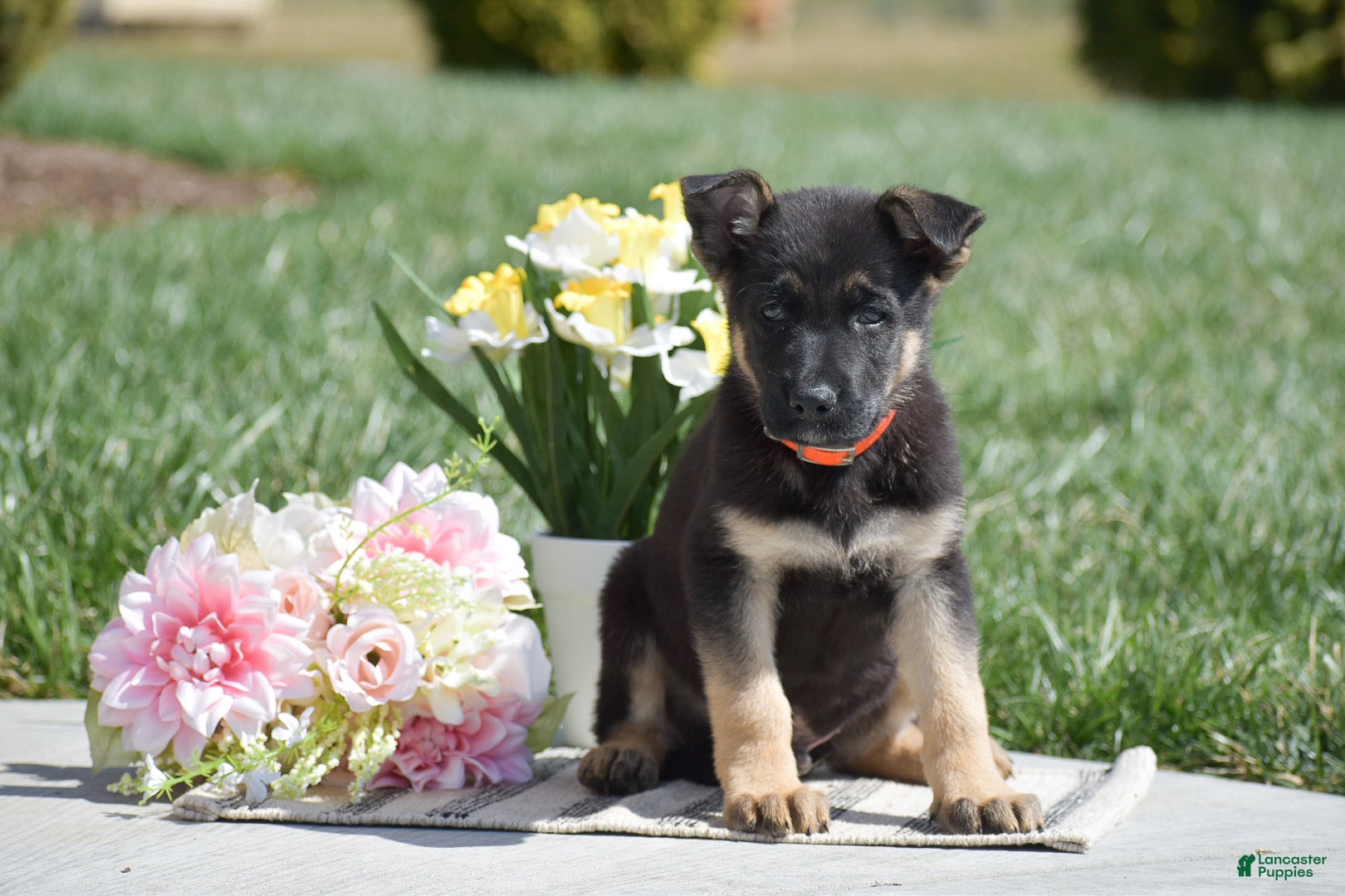 German Shepherd dogs Ryder - Ad 2