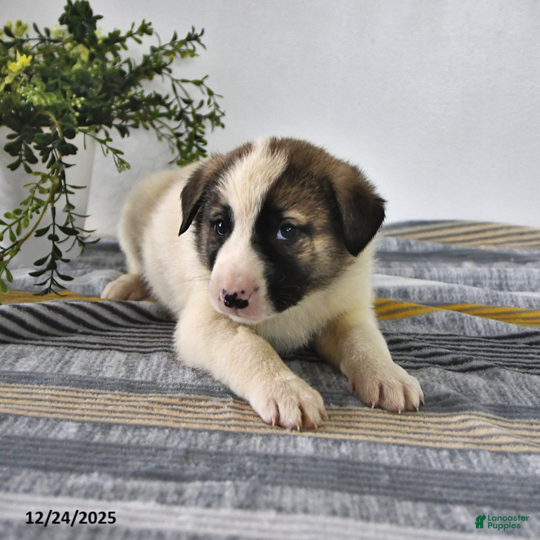 Mixed Breed dogs for sale: Ribsy - Ad 3