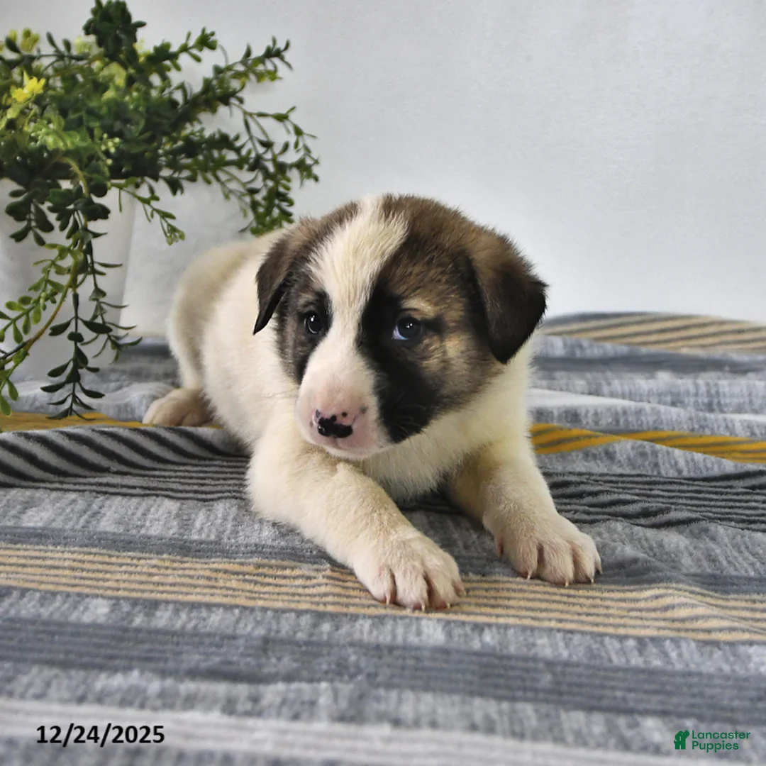 Mixed Breed dogs for sale: Ribsy - Ad 8