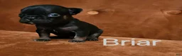 French Bulldog dogs for sale: Briar - Ad 1