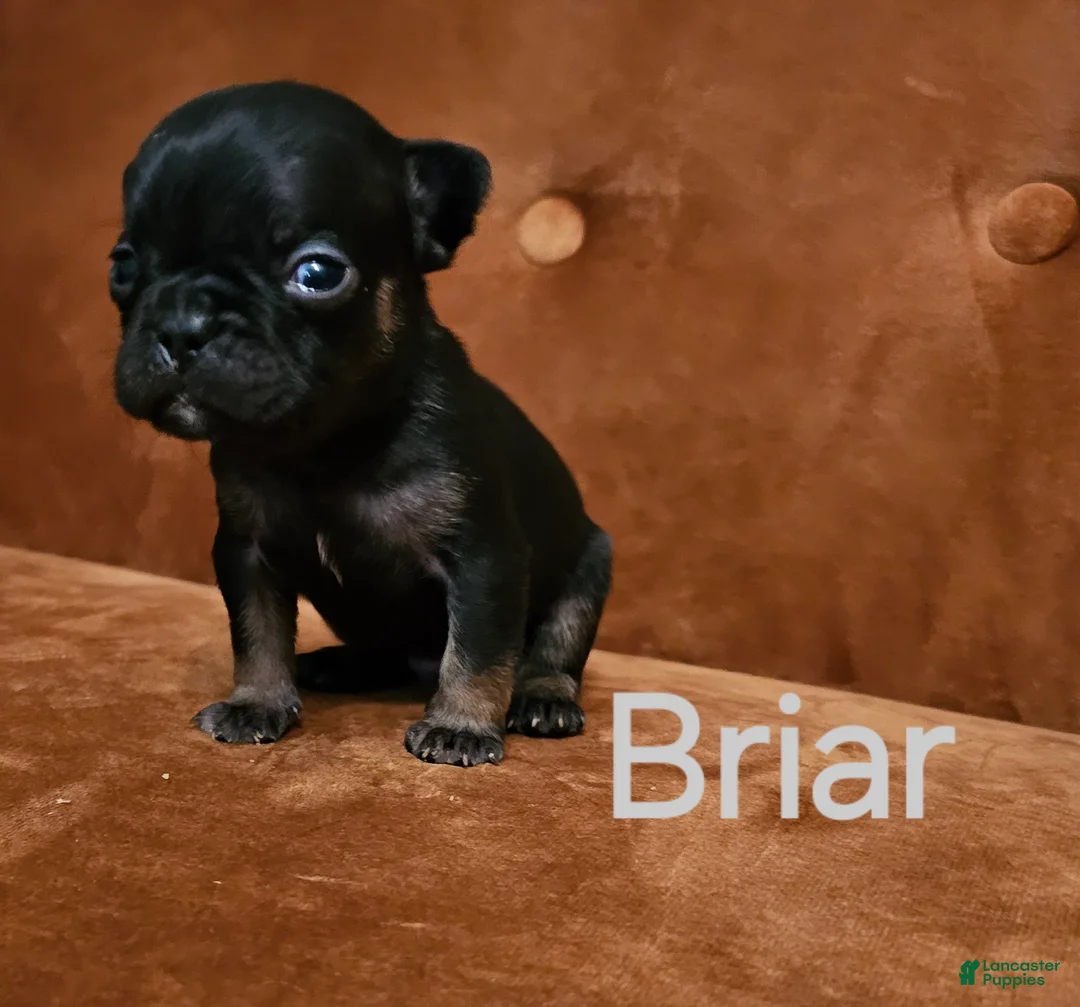 French Bulldog dogs for sale: Briar - Ad 1
