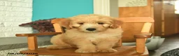 Mini Goldendoodle dogs for sale: Natcho  - Ad 3