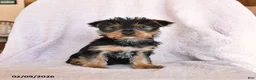 Yorkshire Terrier dogs for sale: Oliver - Ad 8