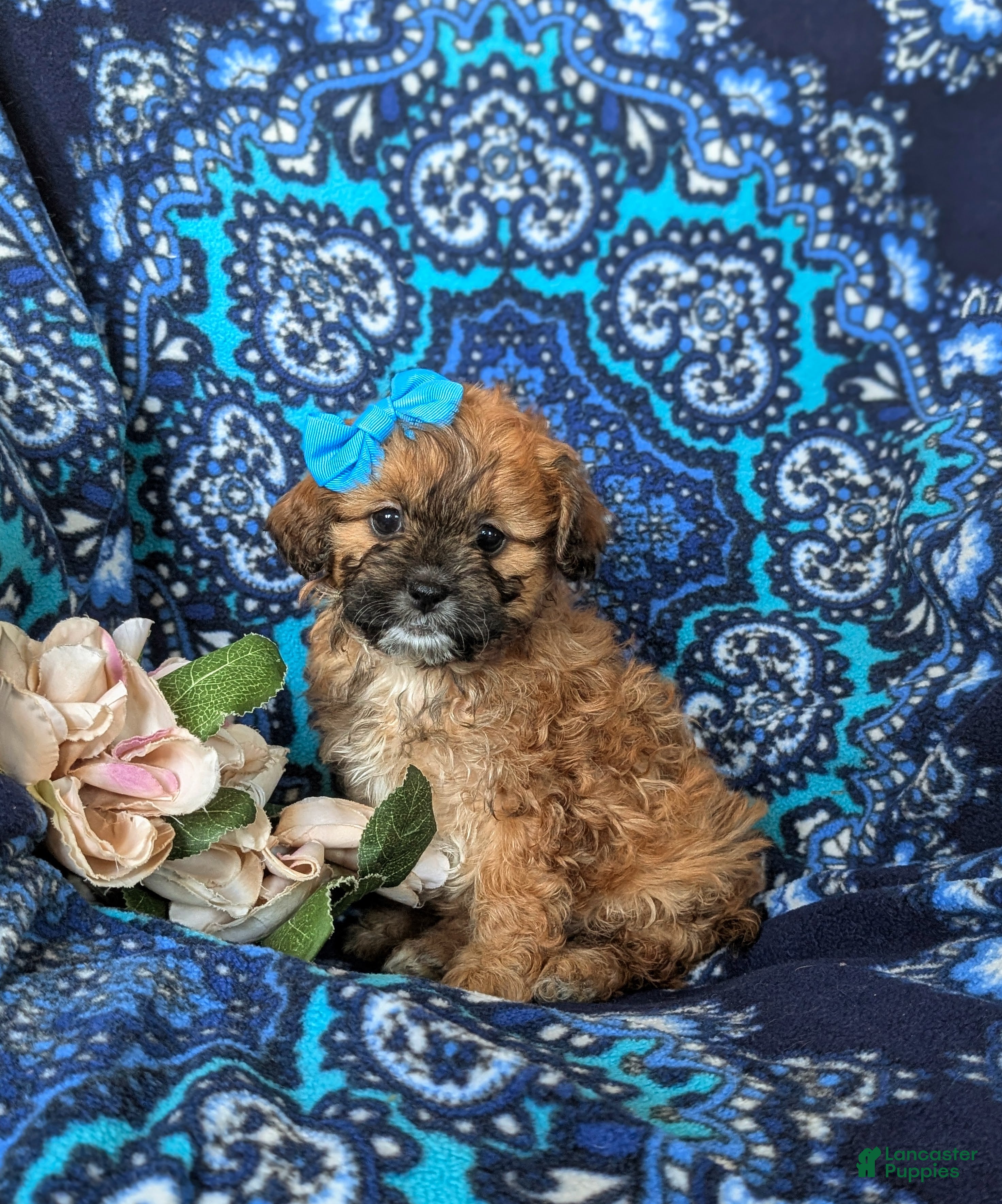 Shihpoo dogs Jenny - Ad 1