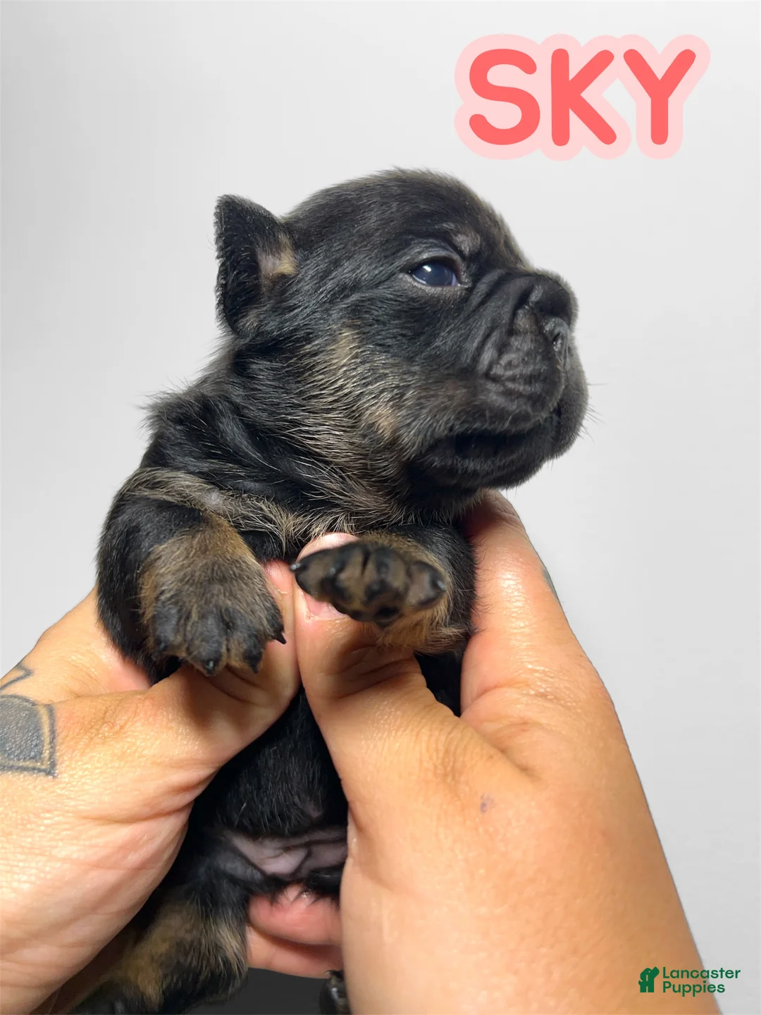 French Bulldog dogs for sale: Sky  - Ad 1