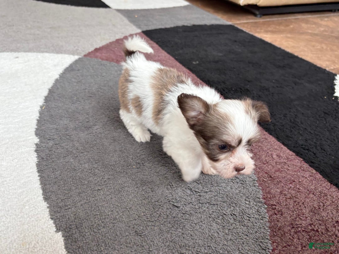 Coton De Tulear dogs for sale: Tj - Ad 14