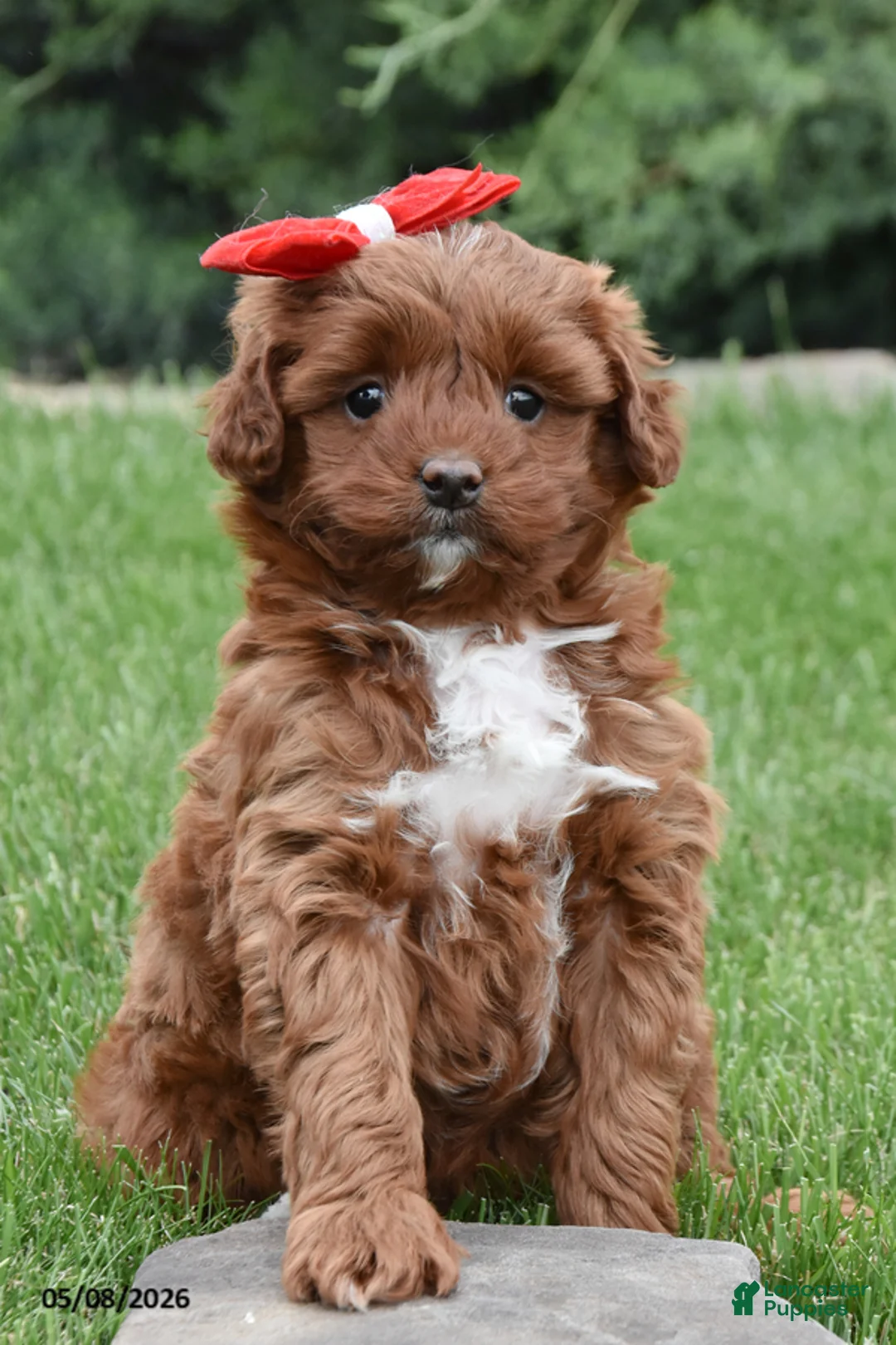 Mini Goldendoodle dogs for sale: Flora - Ad 1