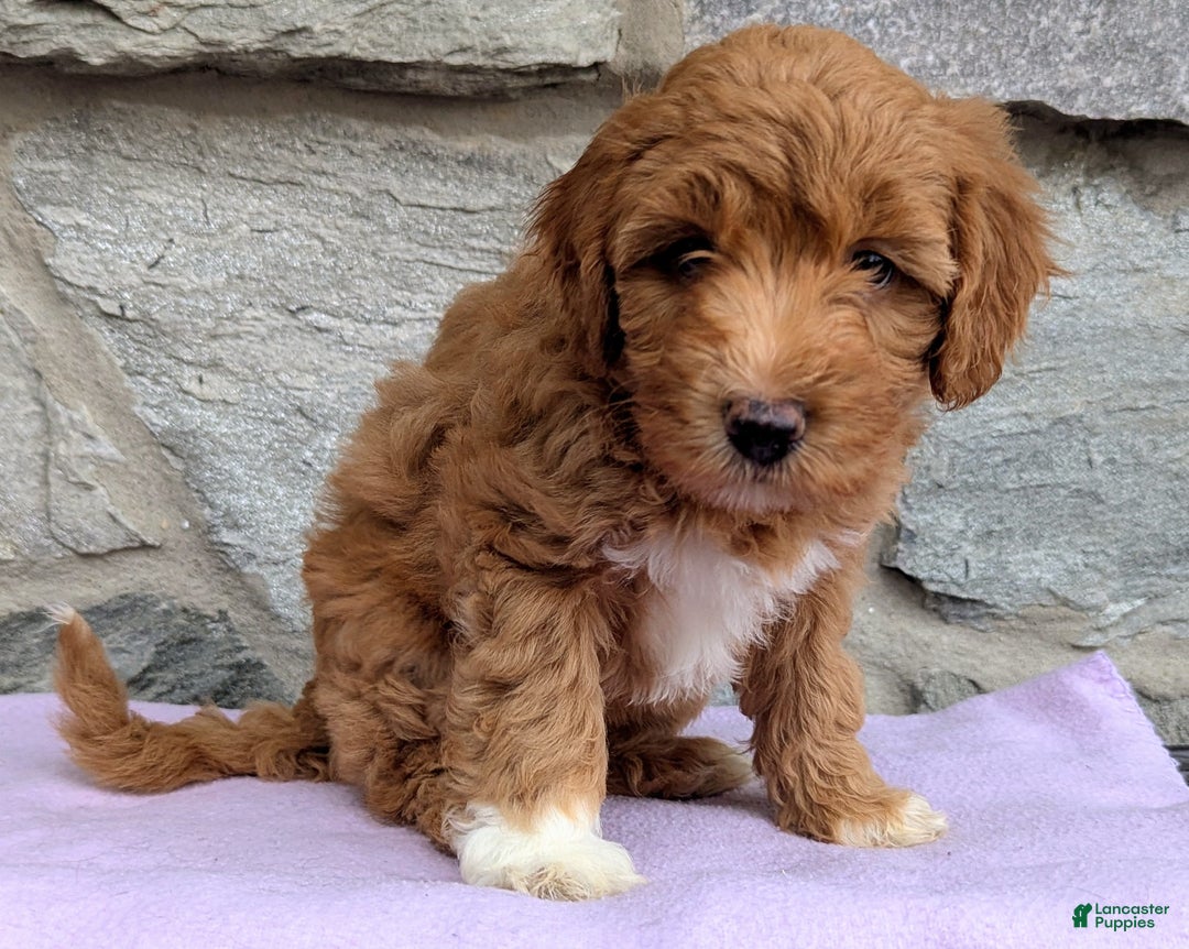 Mini Aussiedoodle dogs for sale: Hazel - Ad 5