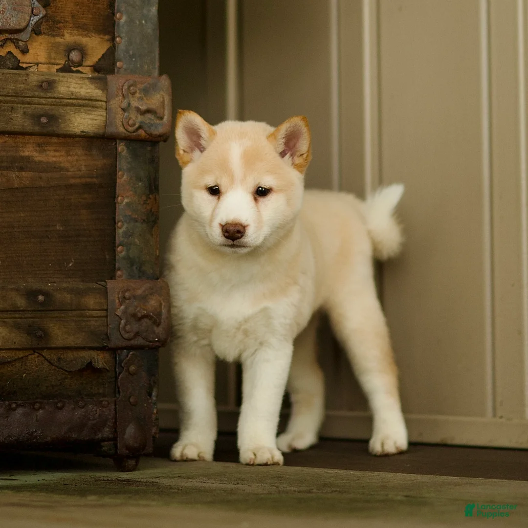 Shiba Inu dogs for sale: Cora - Ad 2