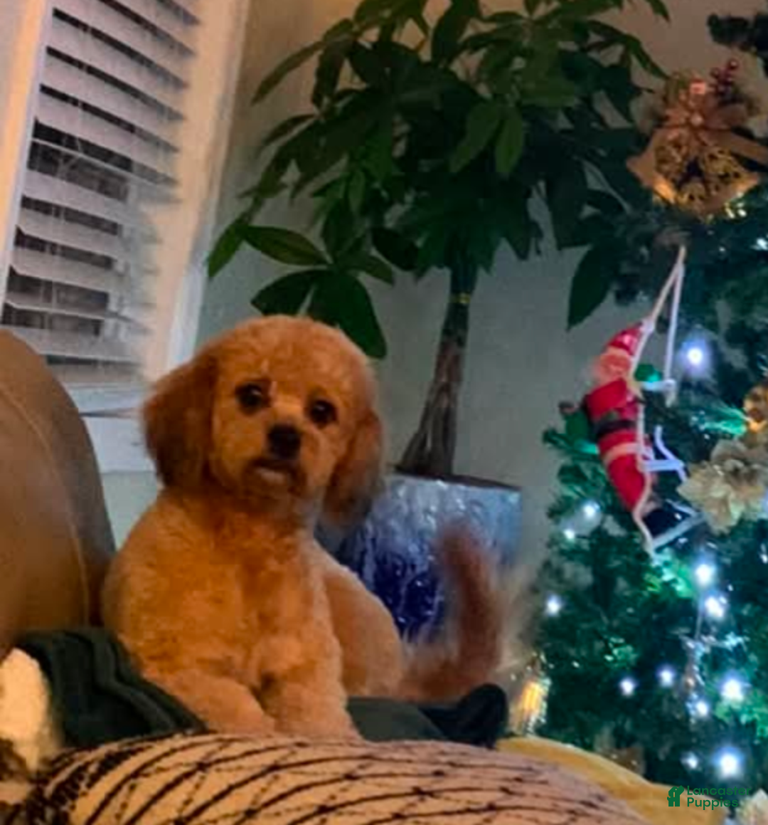 Mixed Breed dogs for sale: Mixed Breed Puppy 6 - Ad 3