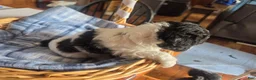 Toy Poodle dogs for sale: Toy Poodle 2 - Ad 7