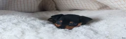 Miniature Pinscher dogs for sale: ARCHIE - Ad 9