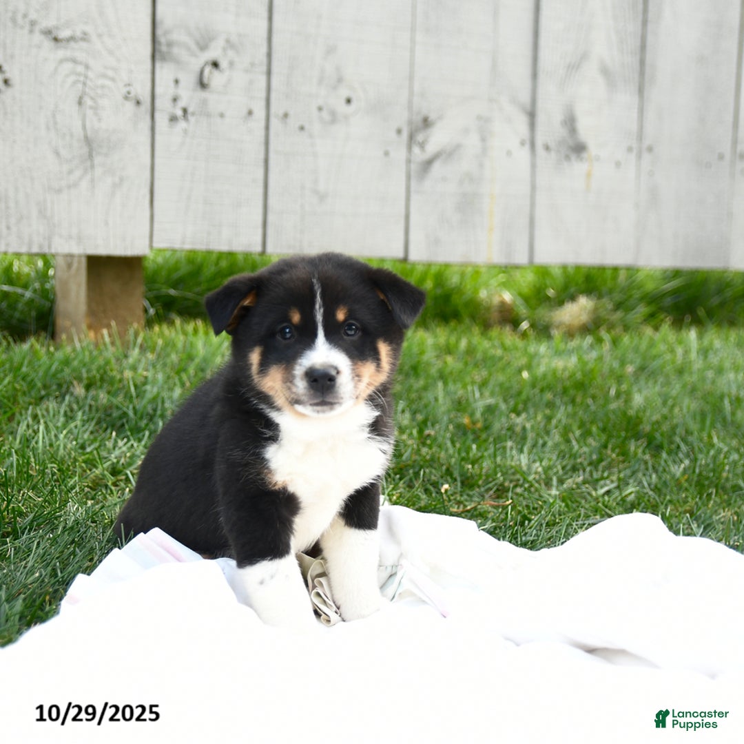 Mixed Breed dogs for sale: Moki - Ad 5