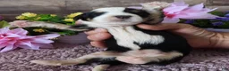 Mini Bernedoodle dogs for sale: #2 Female (Splash's) - Ad 2