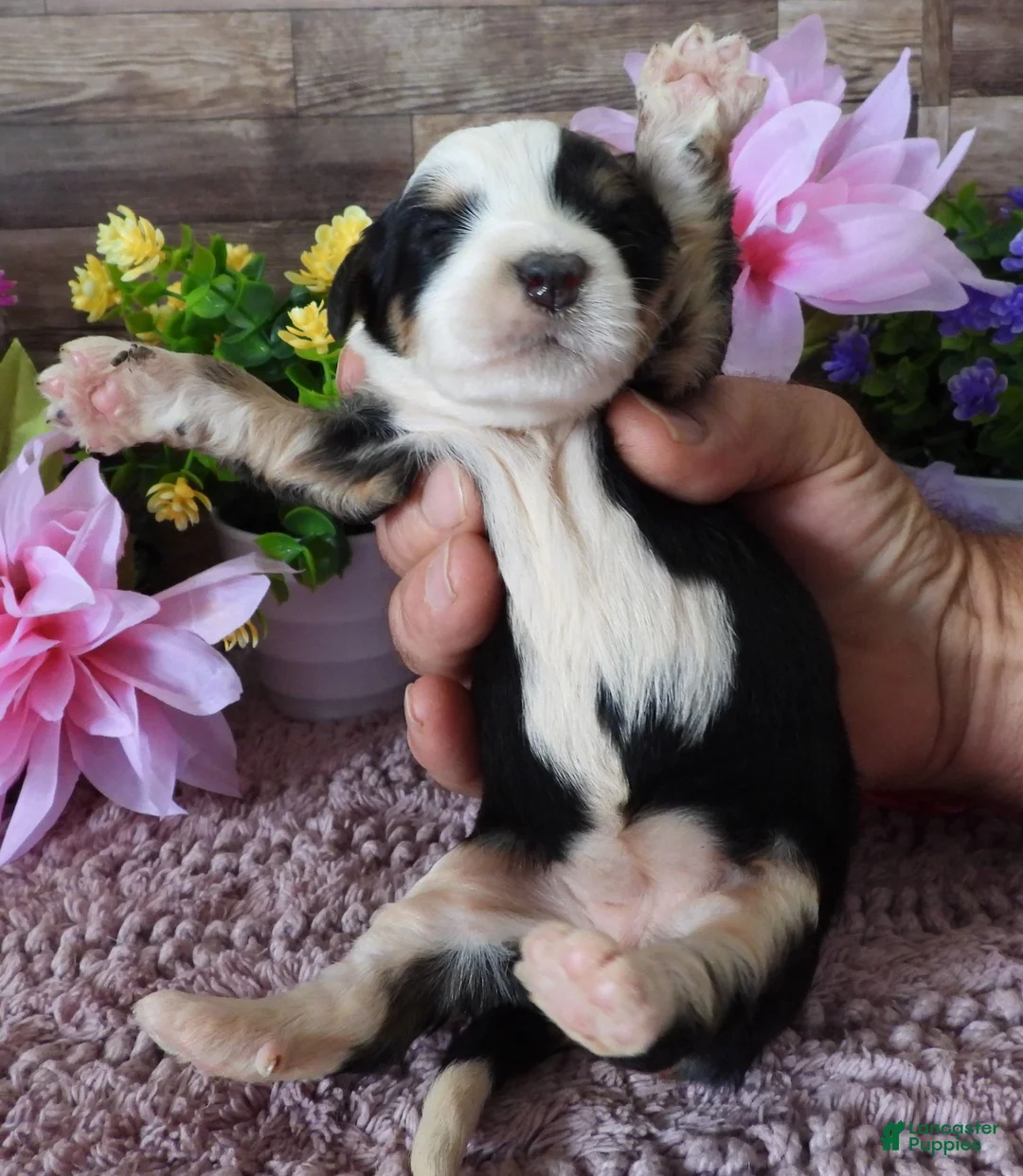 Mini Bernedoodle dogs for sale: #2 Female (Splash's) - Ad 2