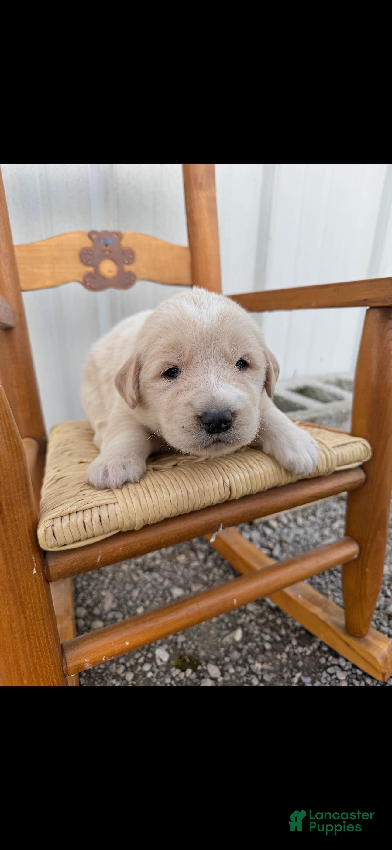 Mixed Breed dogs Golden Pyrenees- Pink Collar Girl  - Ad 2