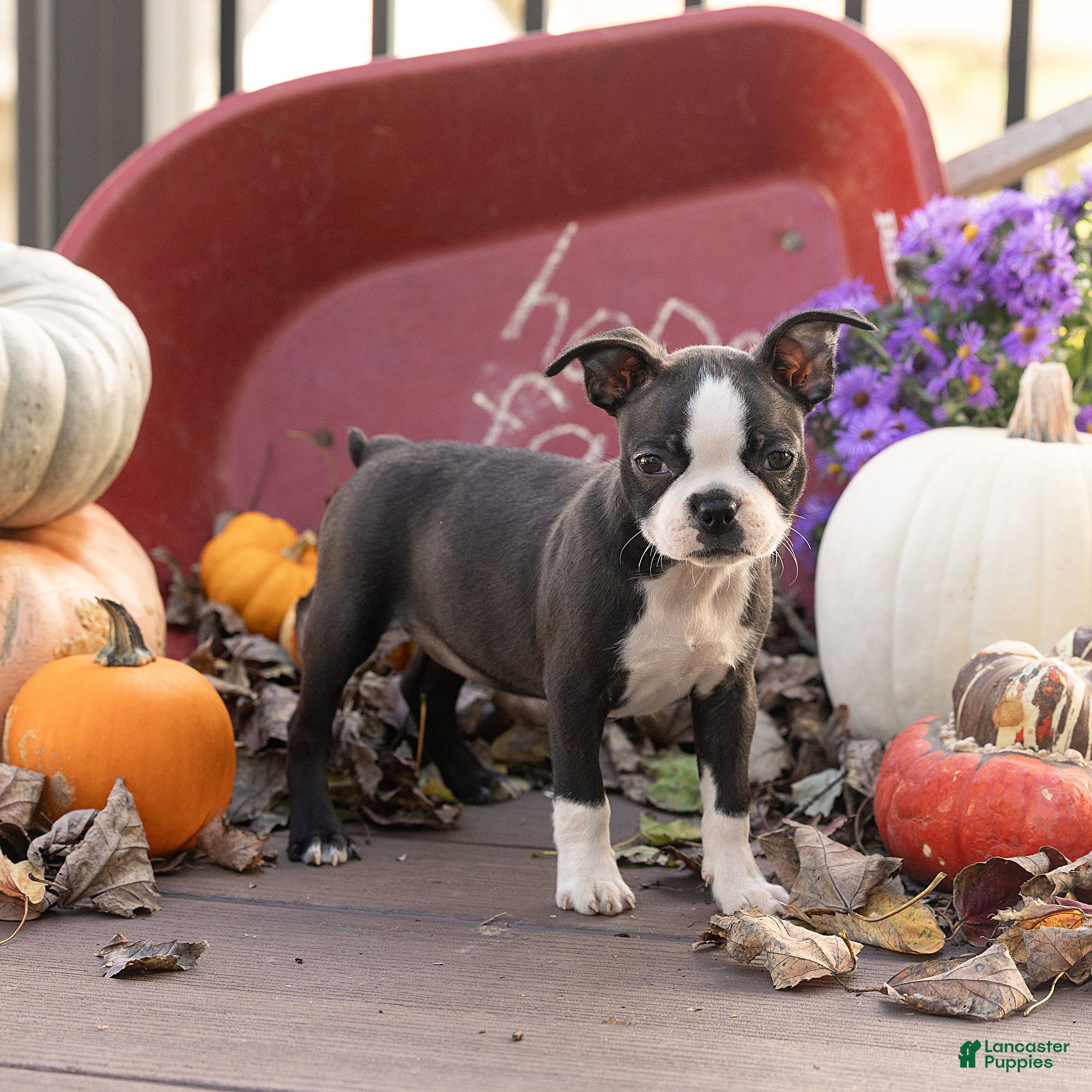 Boston Terrier dogs Jules Boston Terrier  - Ad 1