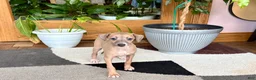 Italian Greyhound dogs for sale: Italian Greyhound male 2 Fawn  - Ad 8