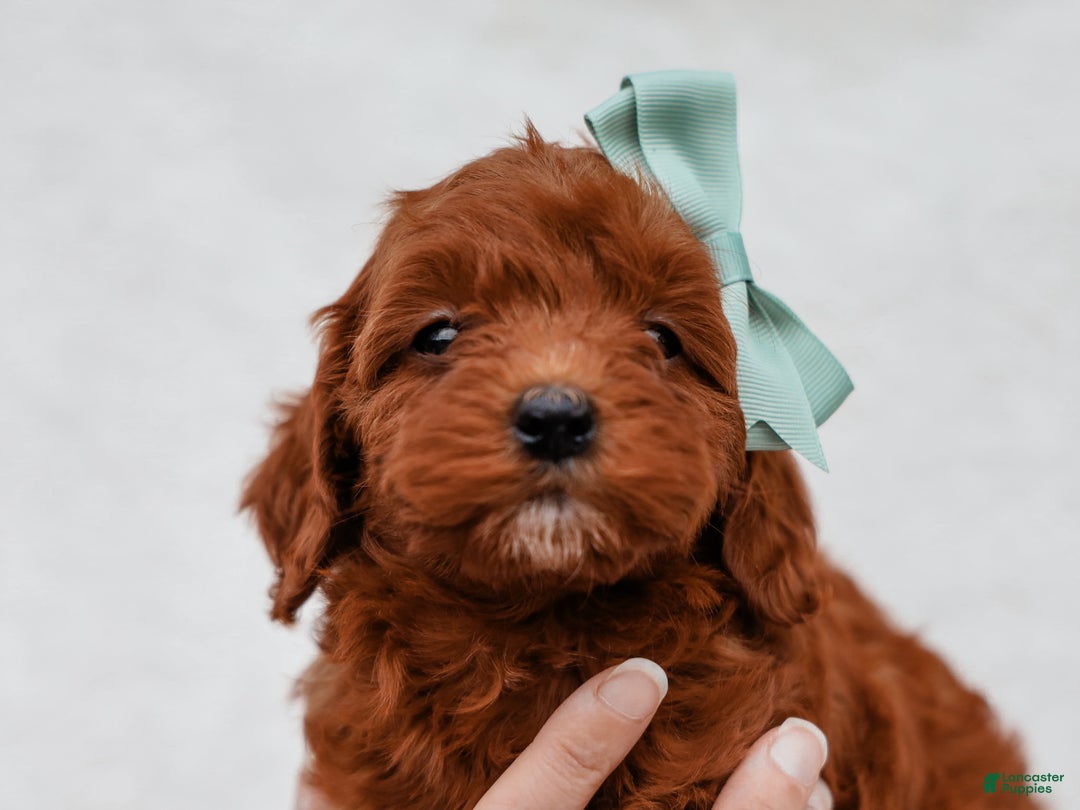 Cavapoo dogs for sale: Lance Cavapoo Pup - Ad 4