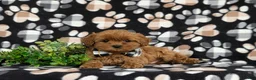 Cavapoo dogs for sale: Harrington Hypoallergenic - Ad 6