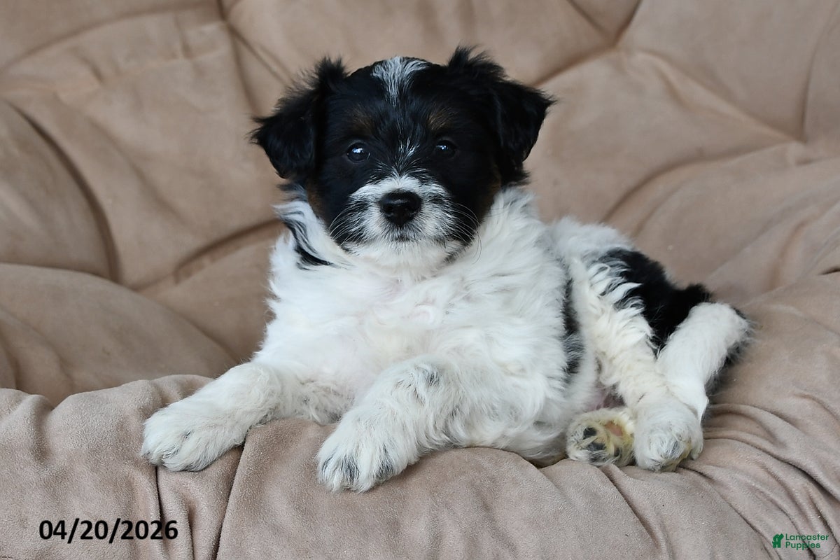 Mixed Breed dogs Dixon - Ad 2