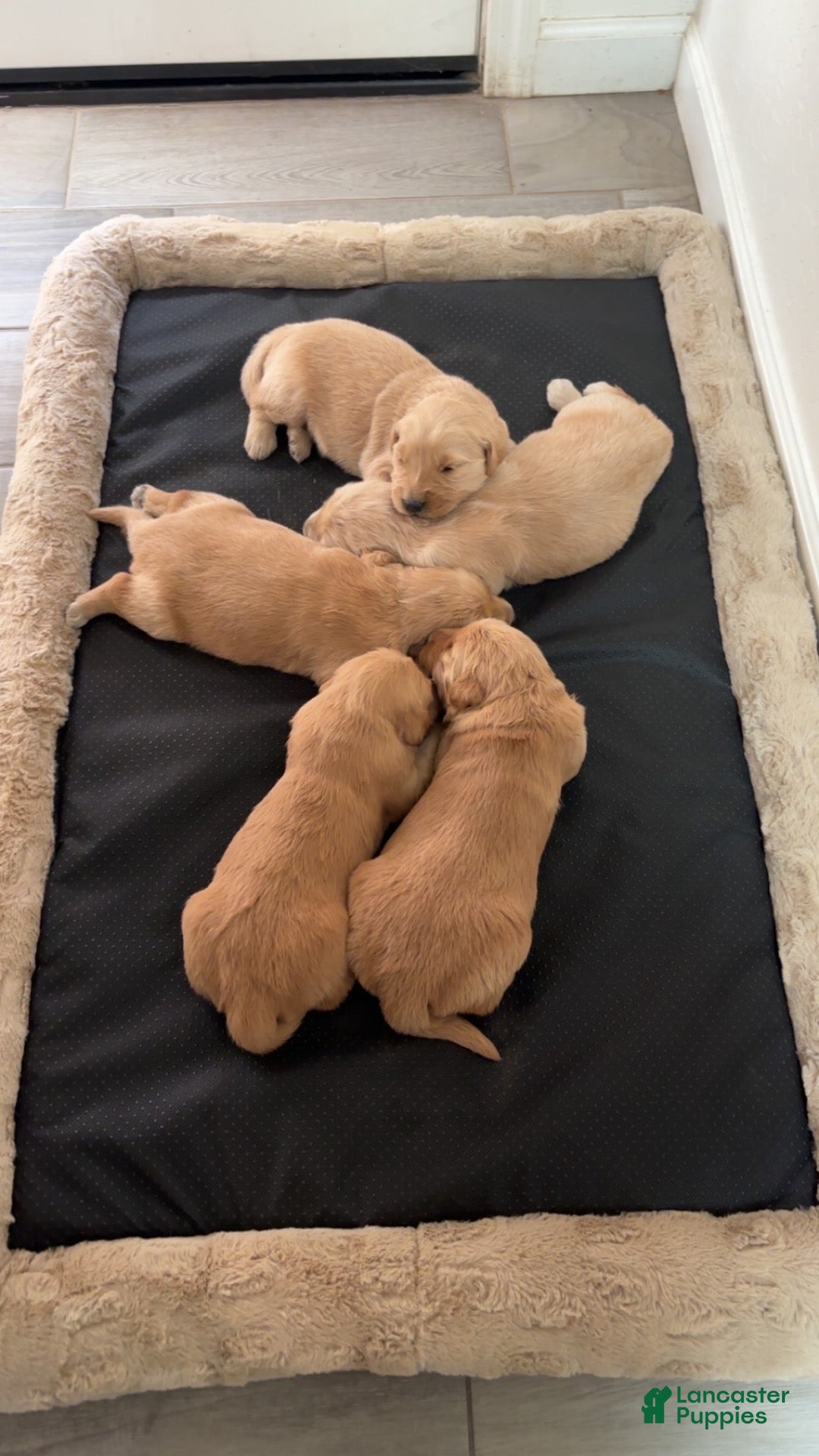 Golden Retriever dogs for sale: Golden Retriever 1 - Ad 24