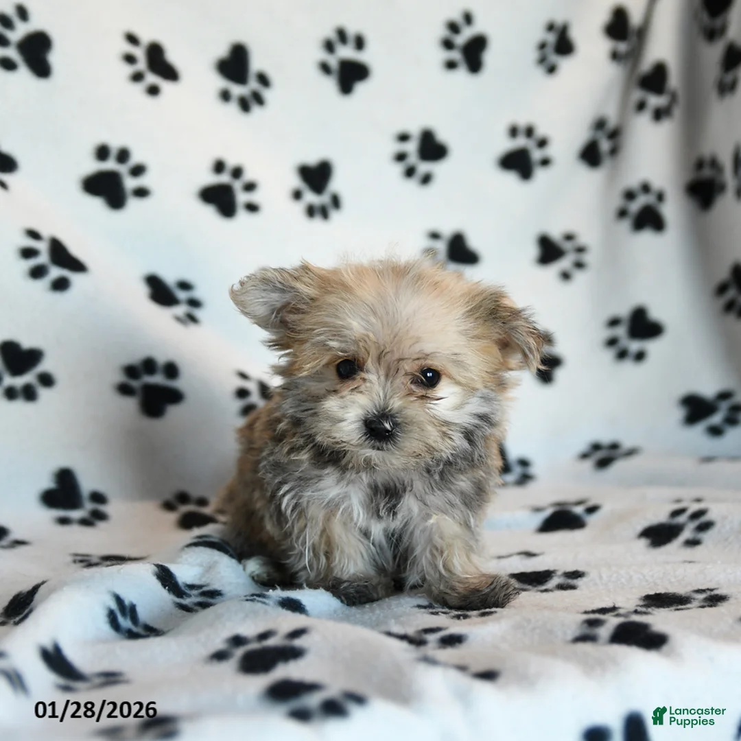 Morkie dogs for sale: Nala - Ad 2