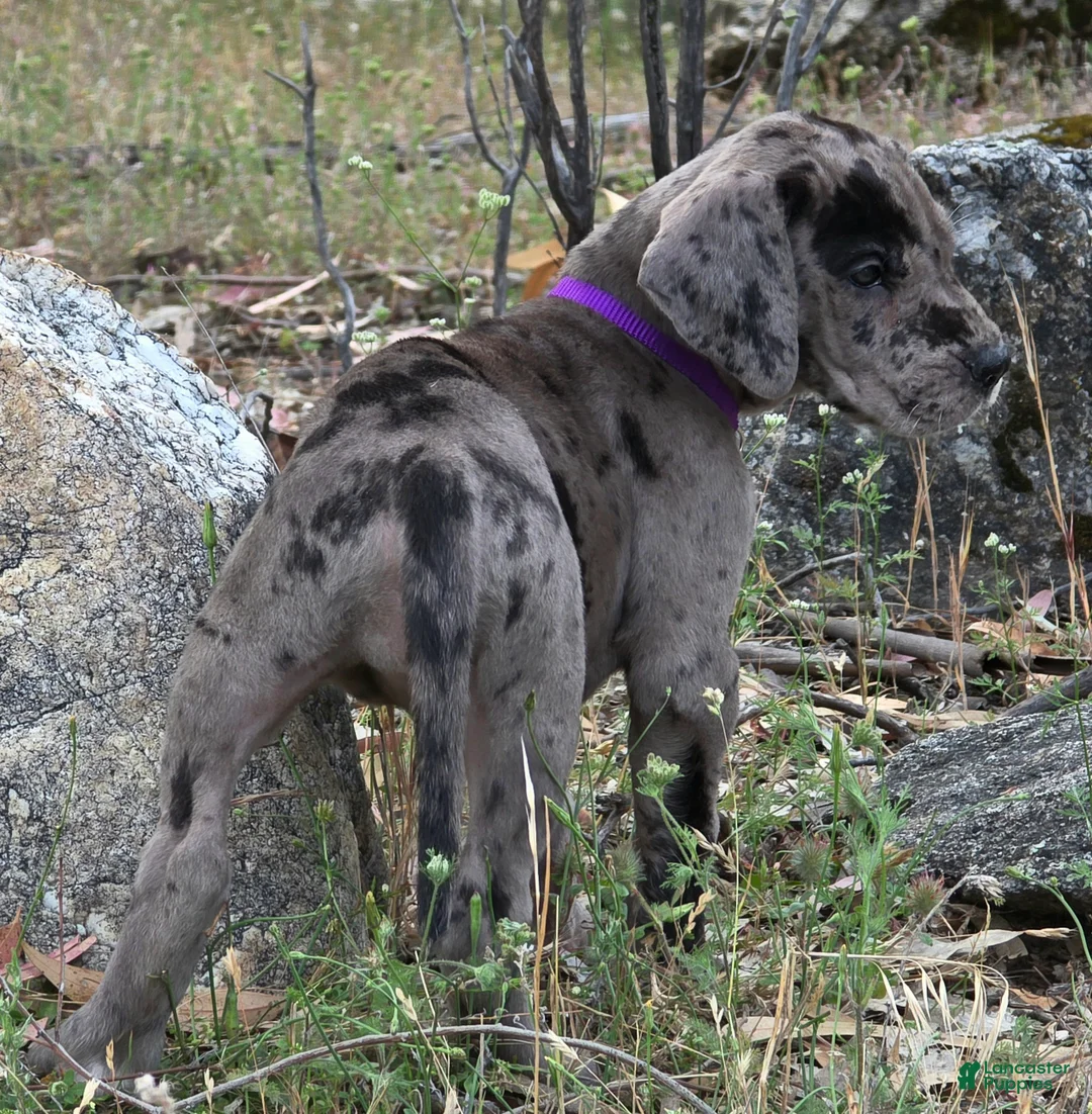 Great Dane dogs for sale: Opana - Ad 2