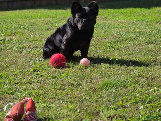 French Bulldog dogs - Ad 25