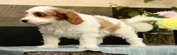 Cavapoo dogs for sale: Fetch - Ad 8