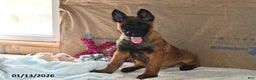 Belgian Malinois dogs for sale: Finn - Ad 4