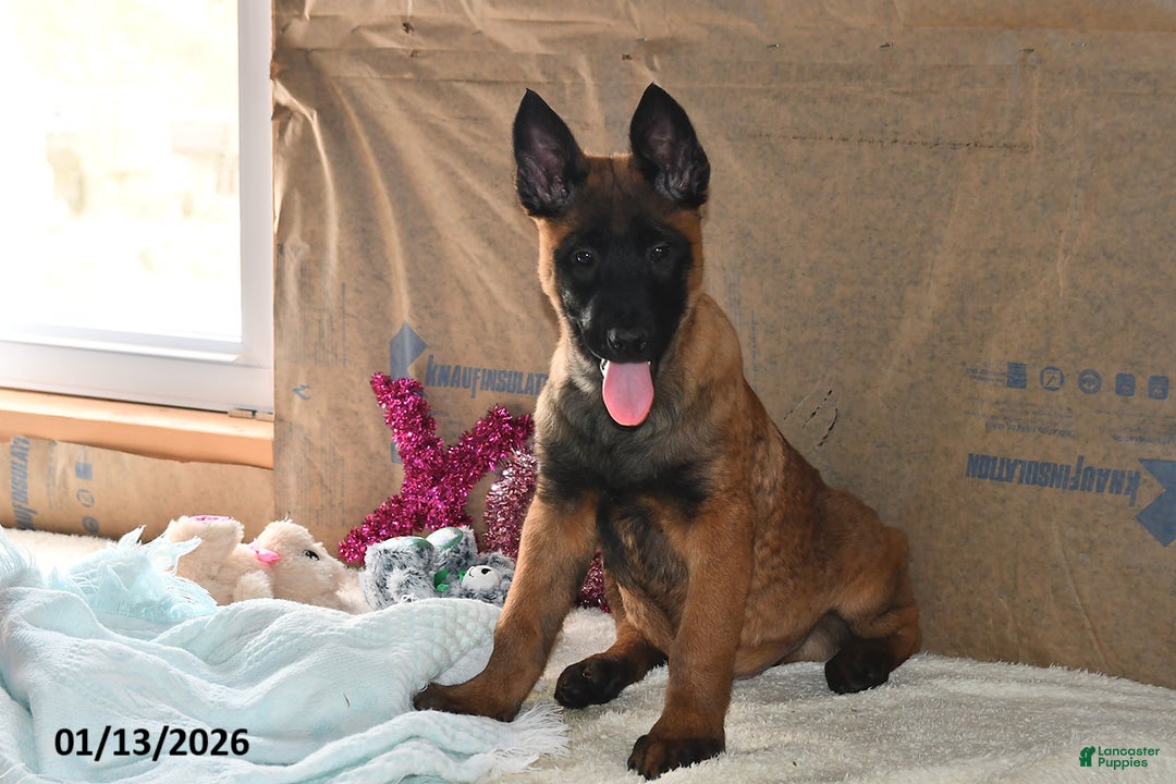 Belgian Malinois dogs for sale: Finn - Ad 4