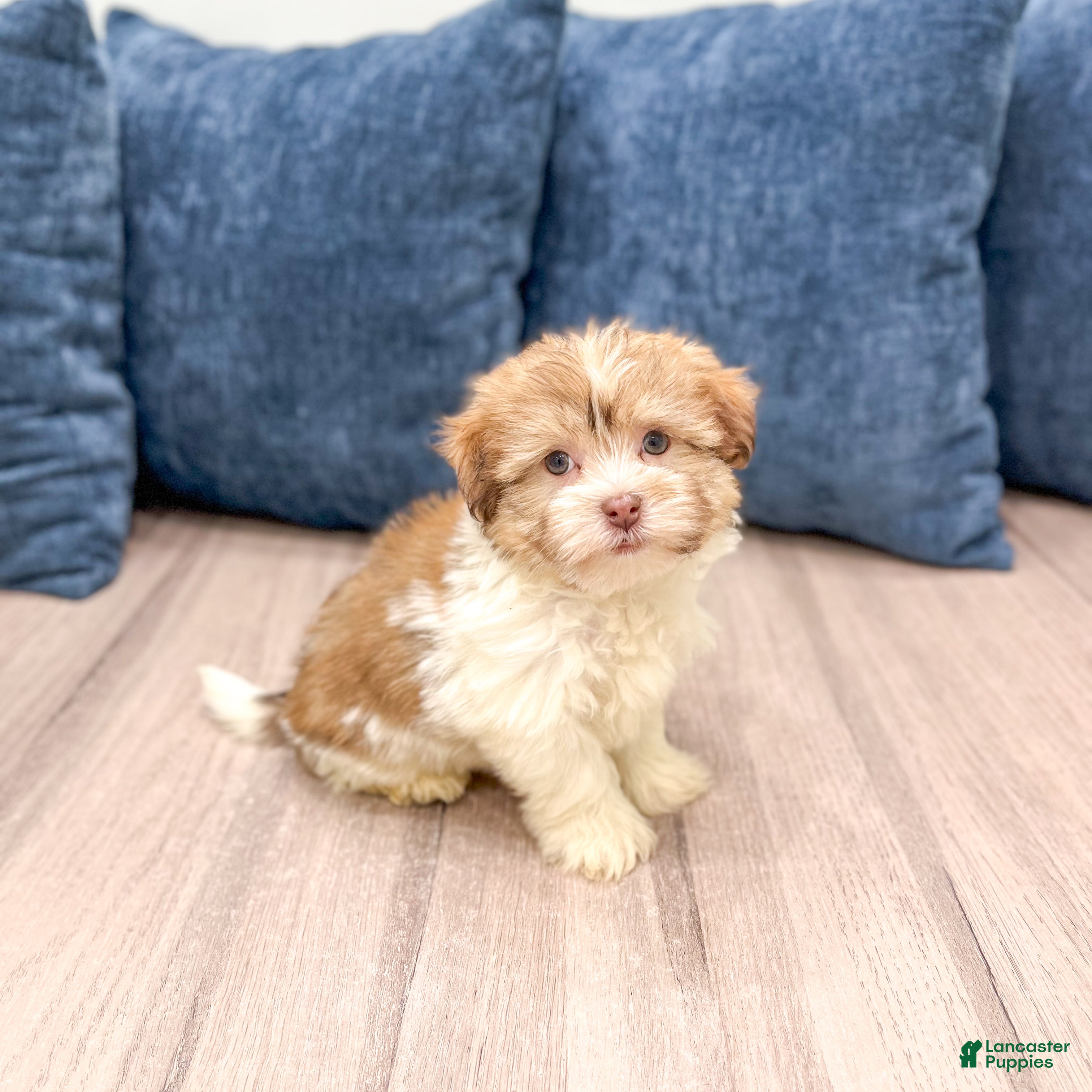 Havanese dogs Molly - Ad 4