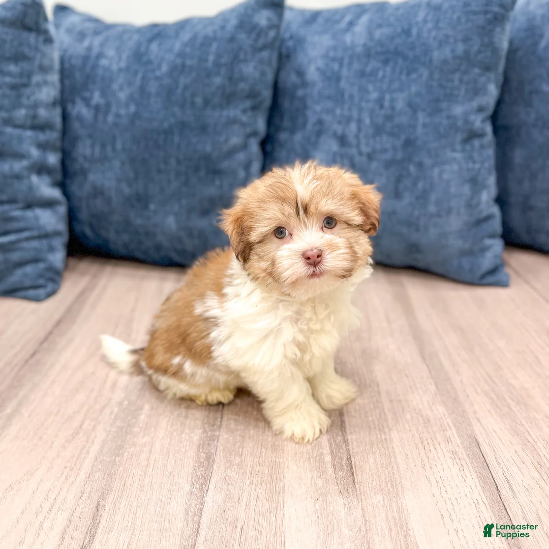 Havanese dogs for sale: Molly - Ad 1