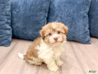 Havanese dogs Molly - Ad 4