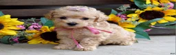 Mixed Breed dogs for sale: Penny - Ad 7