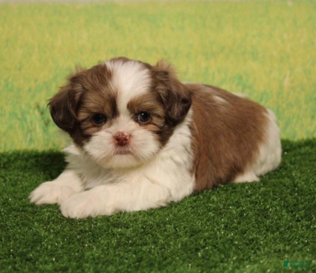 Shih Tzu dogs Ace - Ad 32