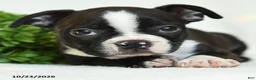 Boston Terrier dogs for sale: Gerldine - Ad 5