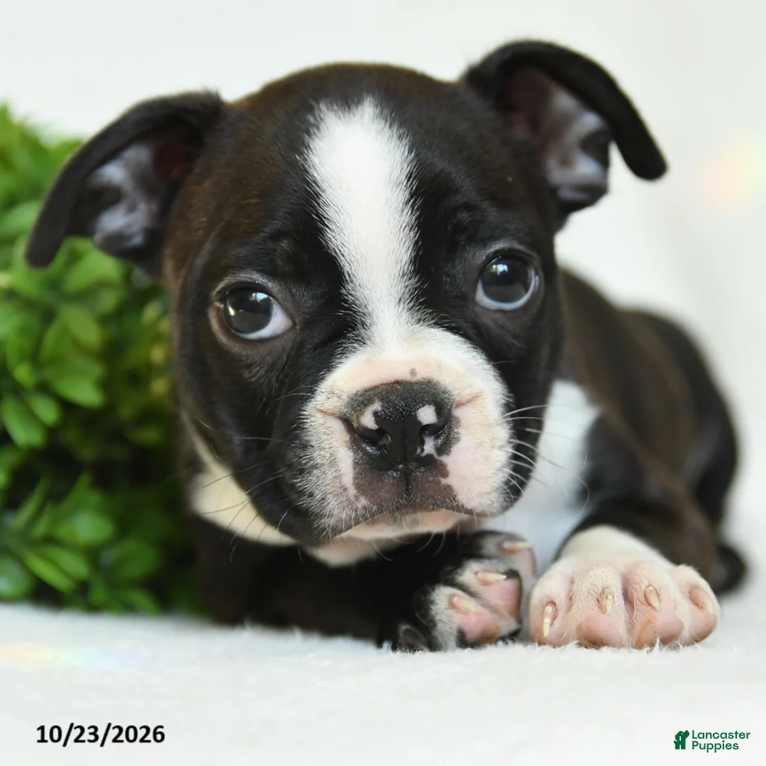 Boston Terrier dogs for sale: Gerldine - Ad 5