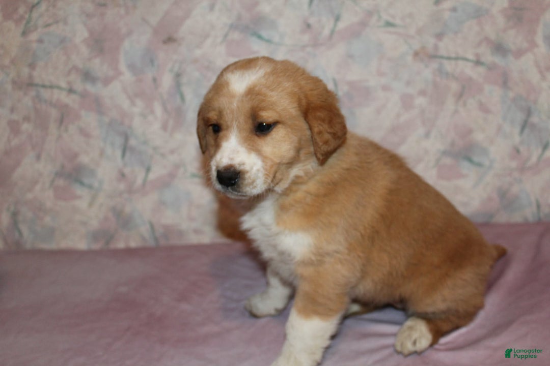 Goldador dogs for sale: Honey - Ad 7