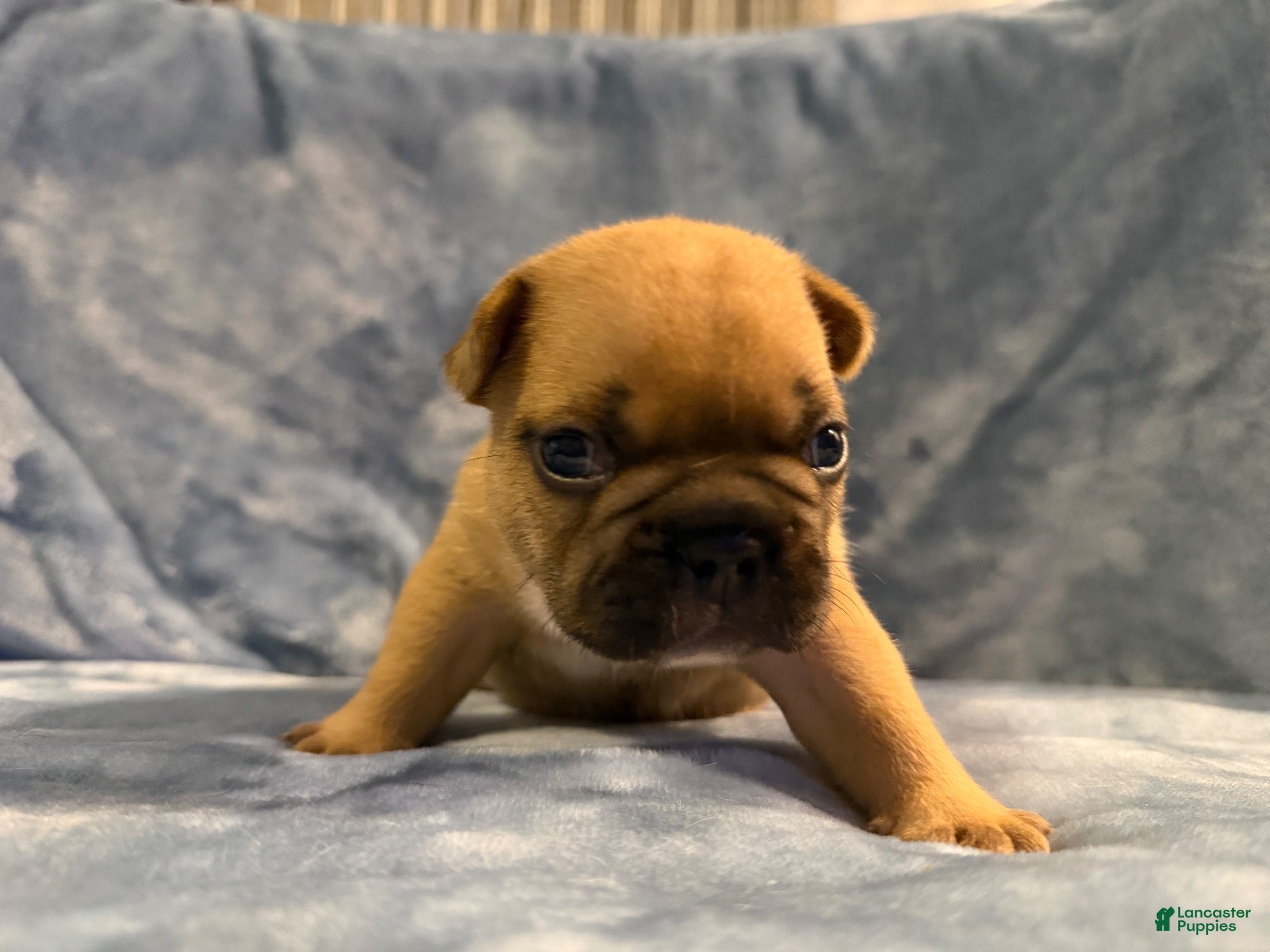 French Bulldog