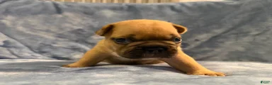 French Bulldog 2