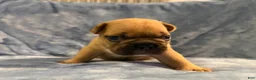 French Bulldog dogs for sale: French Bulldog 2 - Ad 1