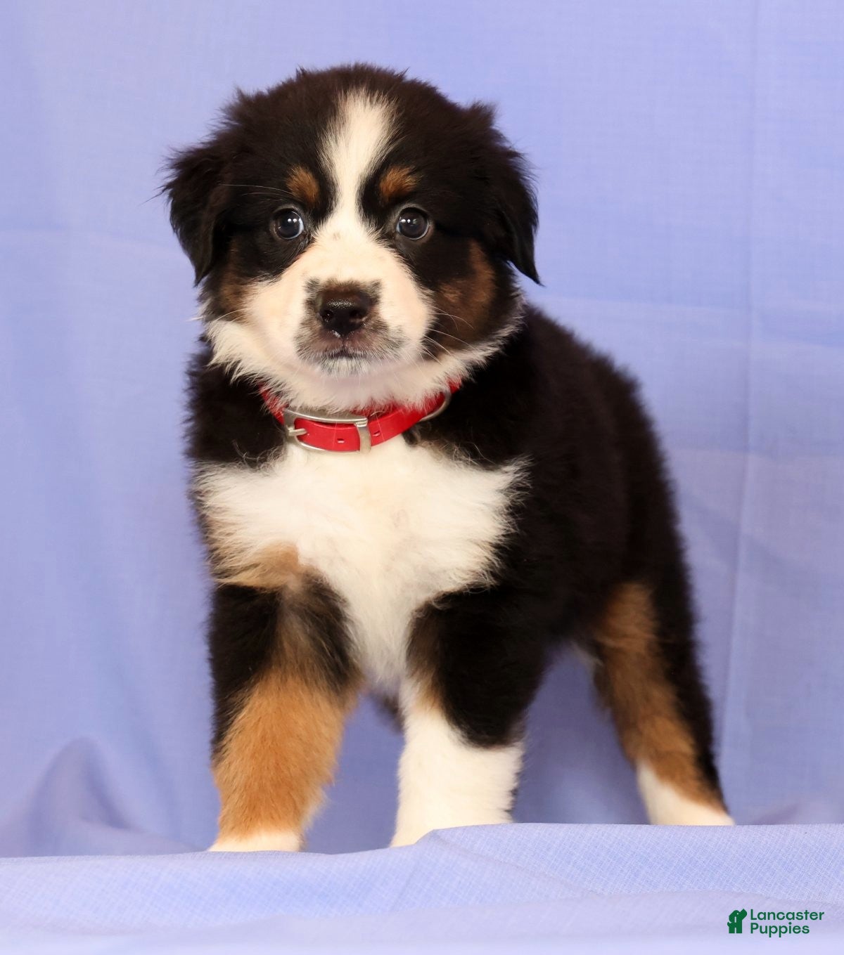 Miniature Australian Shepherd dogs Daisy - Ad 2
