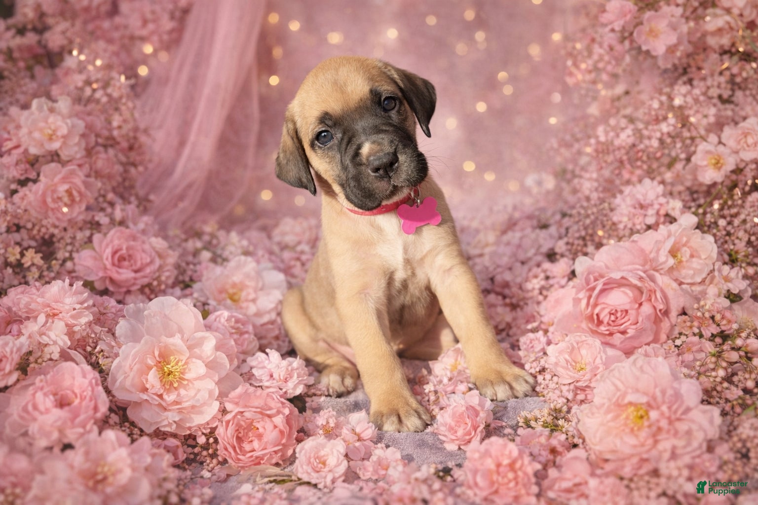 English Mastiff dogs English Mastiff Puppy 10 - Ad 9