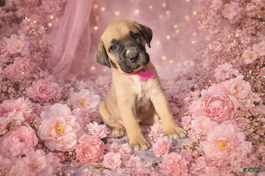 English Mastiff dogs for sale: English Mastiff Puppy 10 - Ad 1