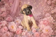 English Mastiff Puppy 10