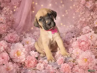 English Mastiff dogs English Mastiff Puppy 10 - Ad 3