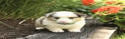 Welsh Corgi Pembroke dogs for sale: Popcorn - Ad 3