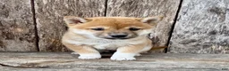 Shiba Inu dogs for sale: Pickles - Ad 3